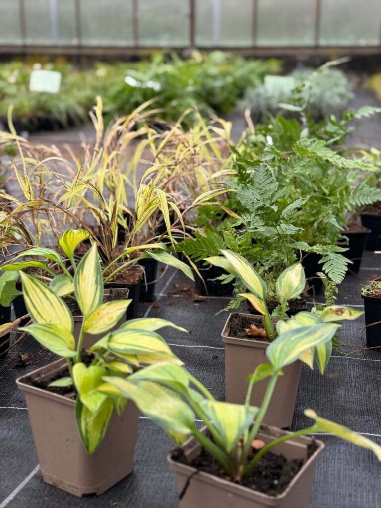 Die ersten Pflanzen für die Landesgartenschau Wittenberge 2027 sind angekommen.
