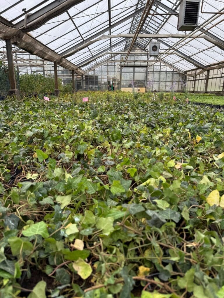 Die ersten Pflanzen für die Landesgartenschau Wittenberge 2027 sind angekommen.