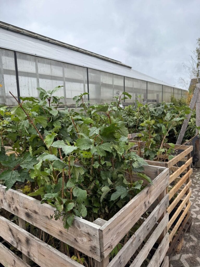 Die ersten Pflanzen für die Landesgartenschau Wittenberge 2027 sind angekommen.