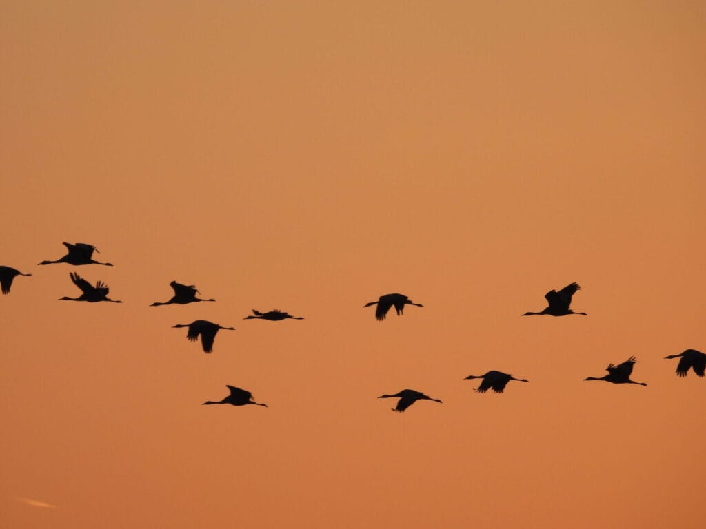 Morgendlicher Abflug der Kraniche