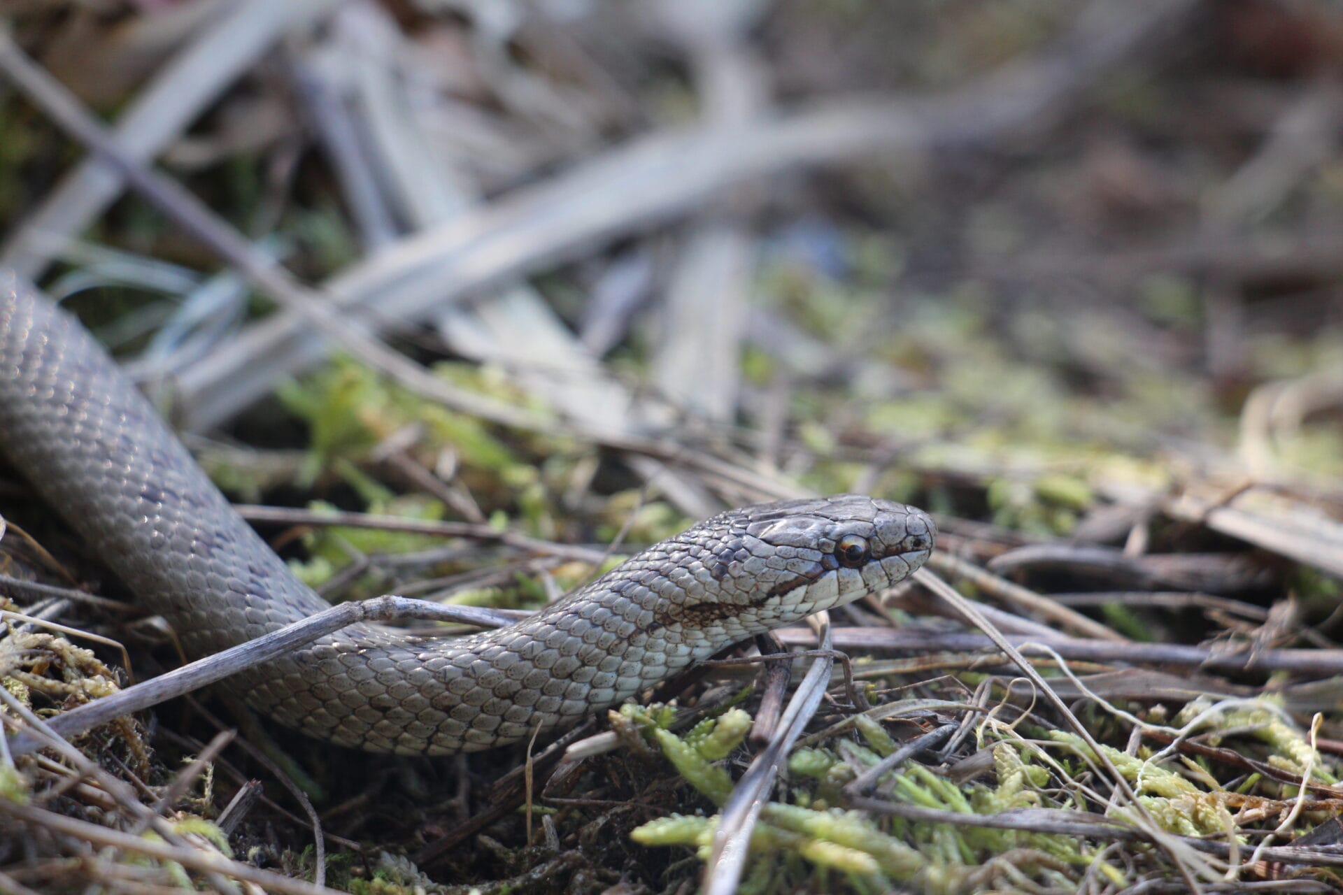 Foto: Michael Ahrens