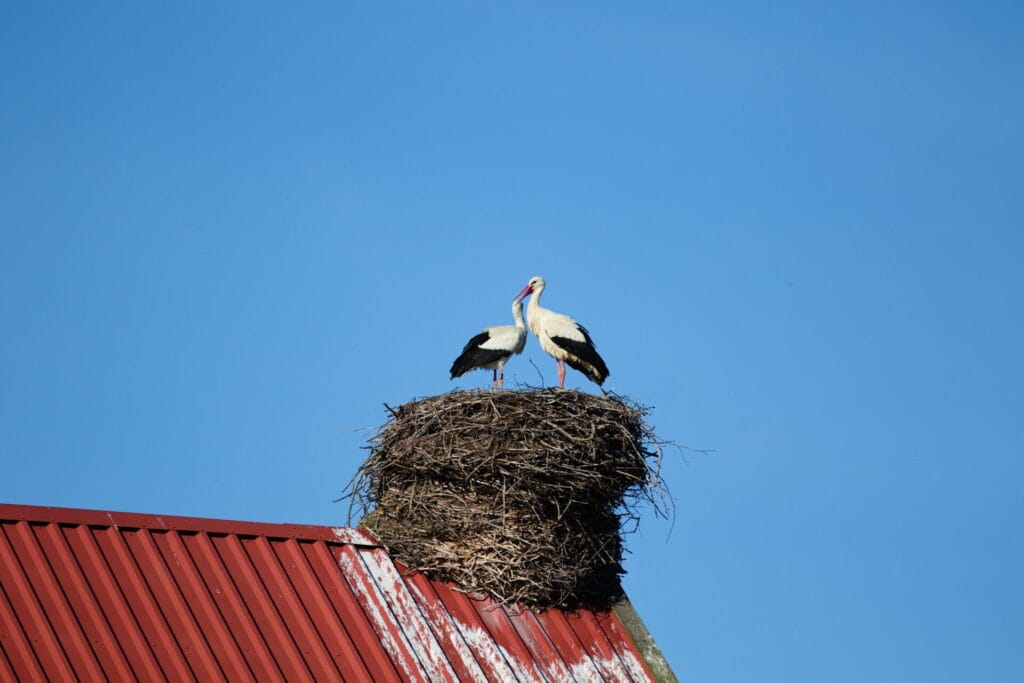 Foto: Jonathan Kunkel/NABU-Rühstädt