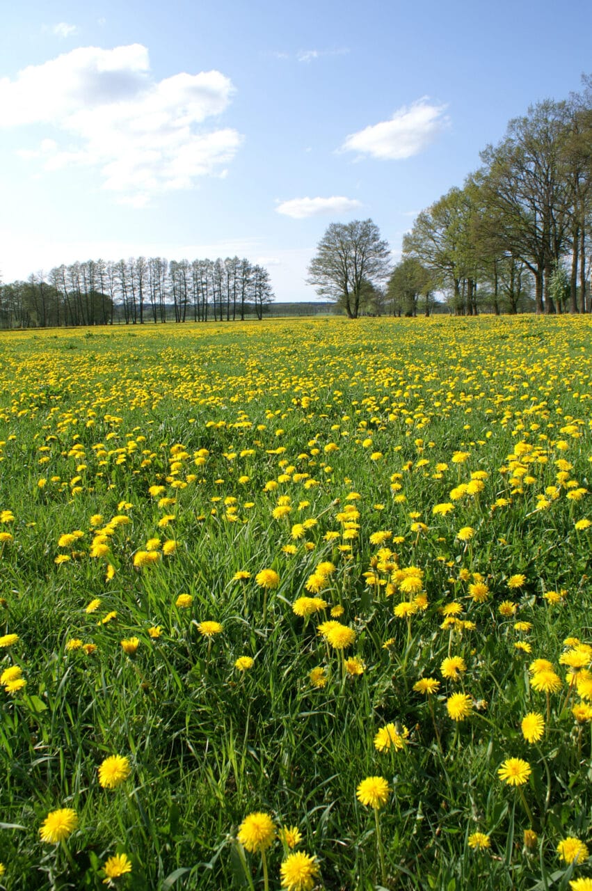 Foto: CorporateArt-Natur