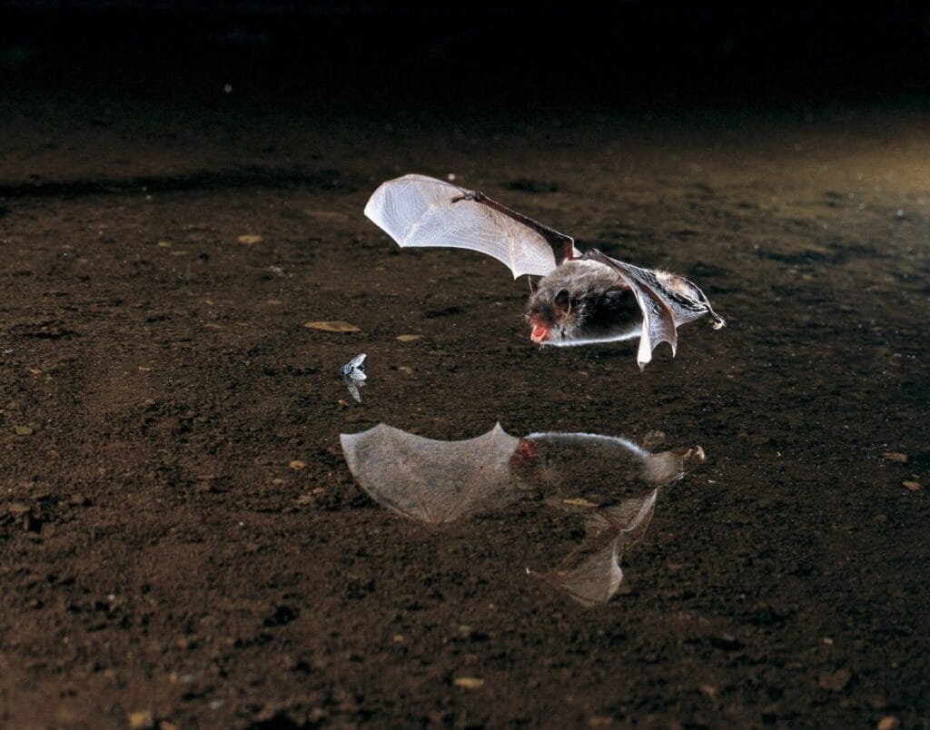 Wasserfledermaus auf der Jagd