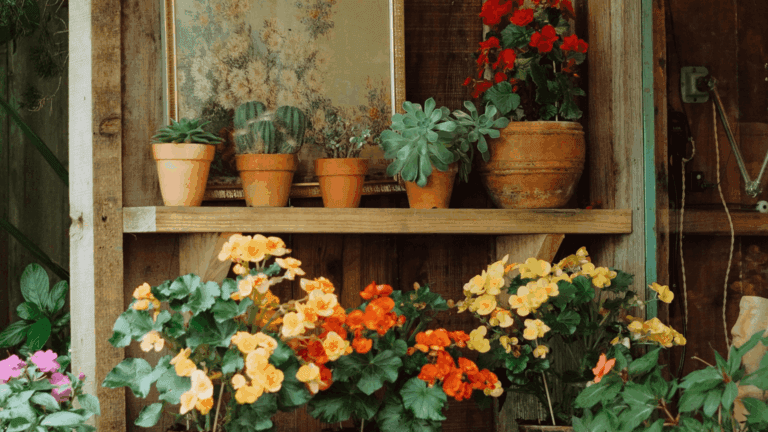 Händlerinnen und Händler für den Gartenmarkt auf der Landesgartenschau Wittenberge gesucht