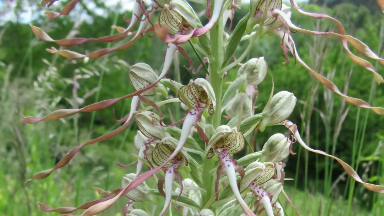 Bocksriemenzunge