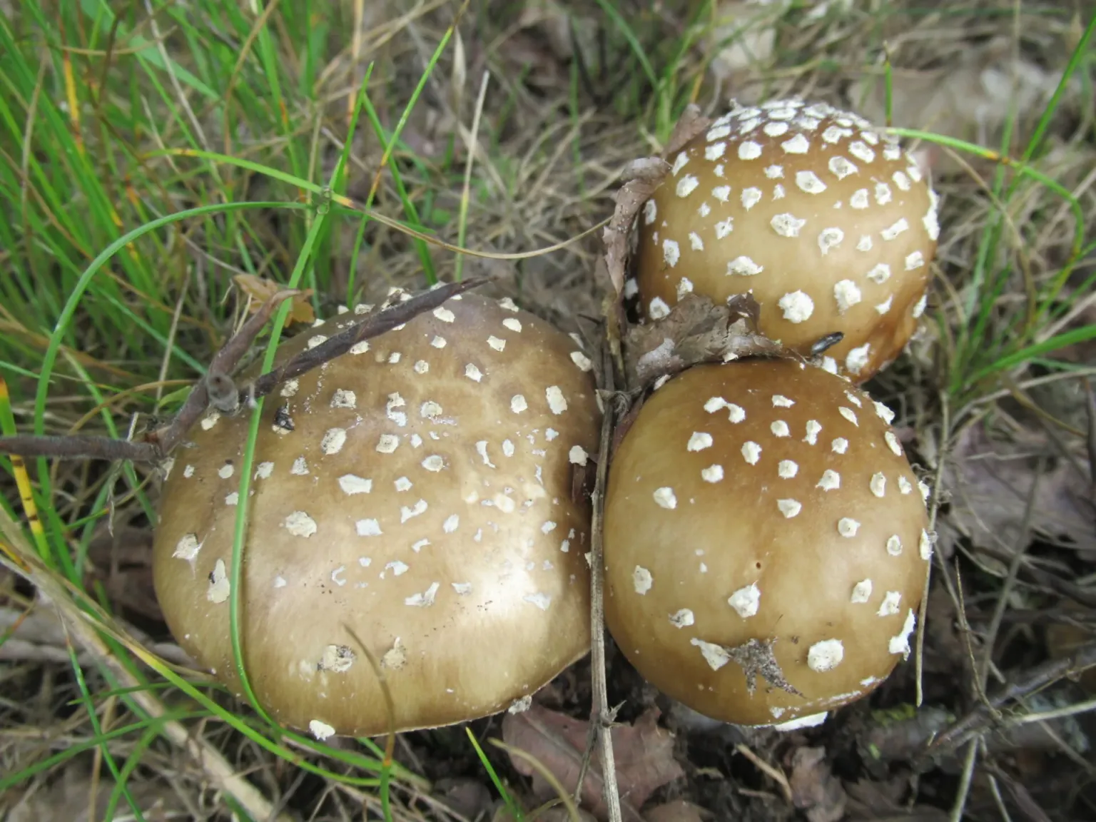 Raupenkernkeule